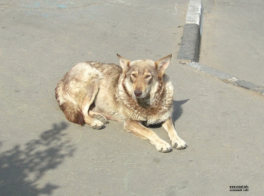 собака друг для ребенка