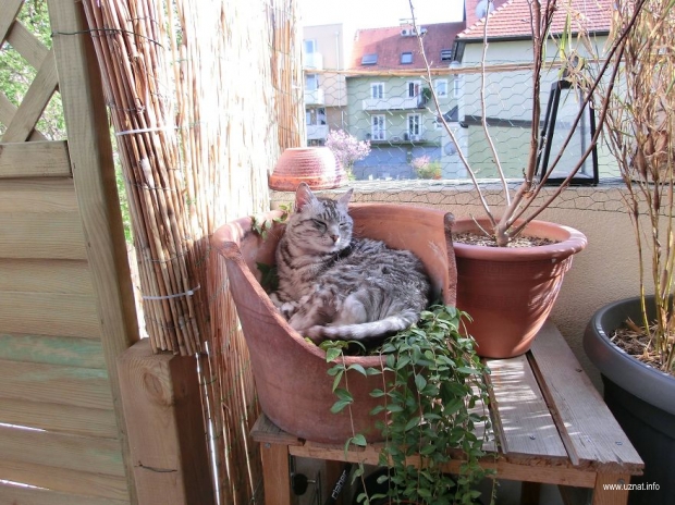 Найди потерянного кота
