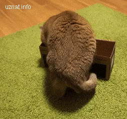 Компактный кот